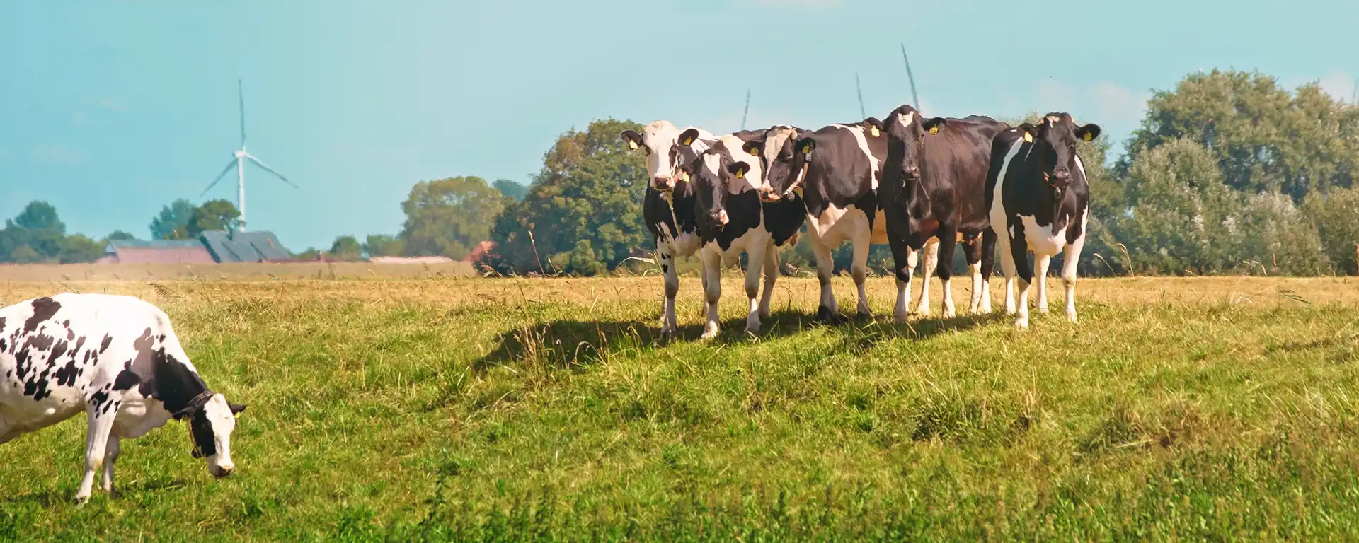 Kühe auf einer Weide