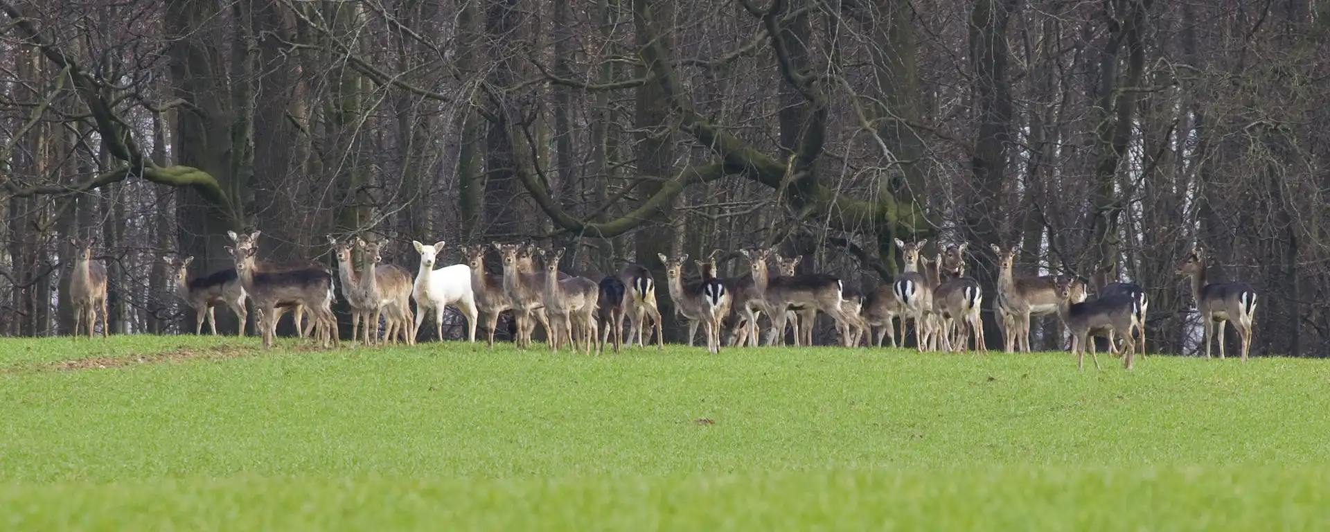 Rehe auf einer Wiese