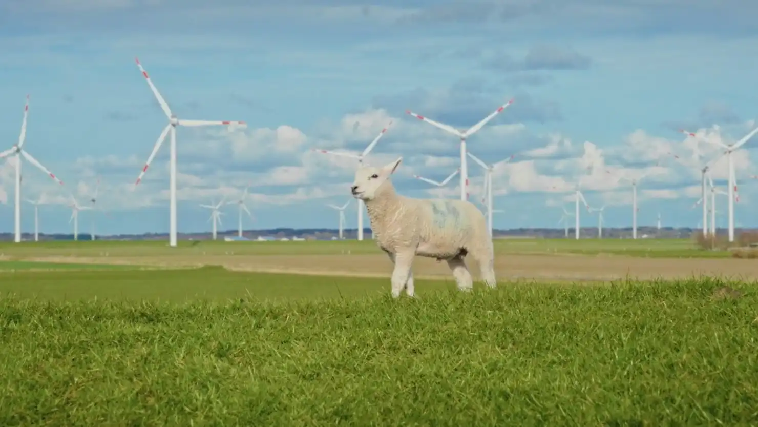 Eine Wiese mit Windrädern und einem Schaf